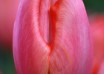 Tulipa Ninja (4)
